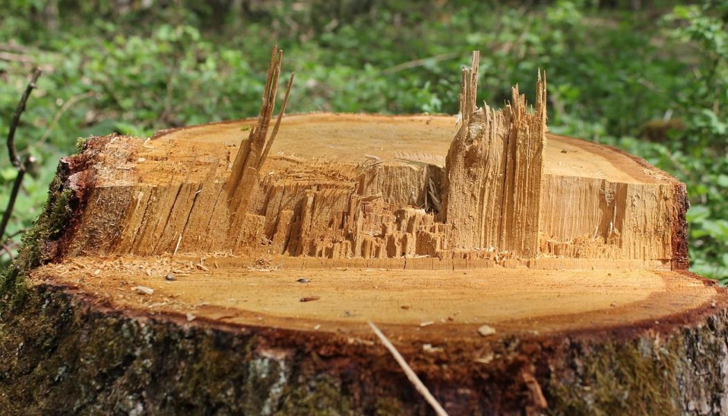 Under 2026 väntas dock massaproduktionen i Finland minska något i takt med att pappersproduktionen sjunker. Exporten beräknas däremot öka marginellt när den internationella efterfrågan visar svaga tecken på återhämtning. Foto: Creative Commons Lic. Kredit: Cydonia