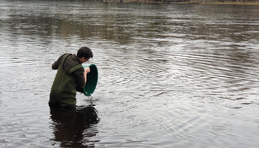 Unga laxar, så kallad smolt, släpptes ut och följdes på sin vandring i Dalälven. Forskarna valde att göra de fältbaserade experimenten i Dalälven eftersom det inte fanns några bakgrundsnivåer av klobazam där. Foto: Michael Bertram