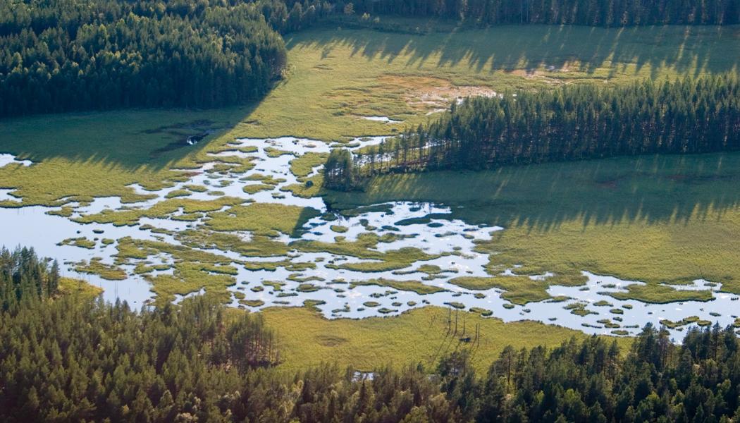 Utdikning av våtmarker har skett i stor skala under flera århundraden. Foto: Naturvårdsverket