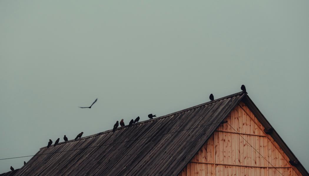 Trähus. Pressbild: XU ZHUOYUAN / Unsplash