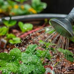 Vätskan är främst avsedd för att användas vid toalettspolning, men kan även nyttjas för att vattna blommor eller odlingar. Foto: benjamin white/Unsplah