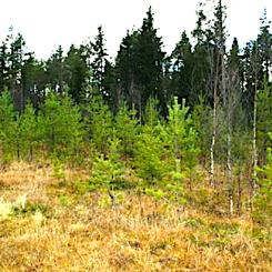 Bilden visar platsen för Häggånfyndigheten, som ligger i Jämtlands län, nära byn Storsjö, inom Bergs kommun. Den är en del av det så kallade Alum Shale-bältet – ett geologiskt skifferområde som sträcker sig över stora delar av Skandinavien och är rikt på olika metaller, inklusive uran, vanadin, molybden, nickel och zink.

Foto: Häggånfyndigheten i oktober 2013 (Bild: Aura Energy)