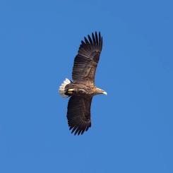 Flera havsörnar dör årligen i kollisioner med vindkraftverk i Finland – forskare kräver skyddszoner och ny teknik för att minska risken.  Foto: Havsörn, Haliaetus albicilla, Wikipedia Common Lic. EM1B6222, kredit: Bengt Nyman