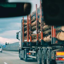 Timmer på väg ut i världen. Foto: Krzysztof Kowalik
