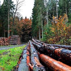 Skogsvård. Symbolbild.  Foto: Creative Commons Lic, pixabay, kredit: neelam279