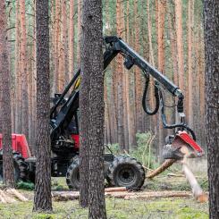 Om Sverige får en liknande status som Finland, kan svenska aktörer som handlar med berörda varor också omfattas av förenklade skyldigheter. Men tills en sådan klassificering är fastställd gäller fortsatt att aktörerna måste följa hela förordningens kravprofil. Foto: Creative Commons lic, pixabay, kredit: Mario Hagen